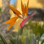 Fuerteventura Corralejo