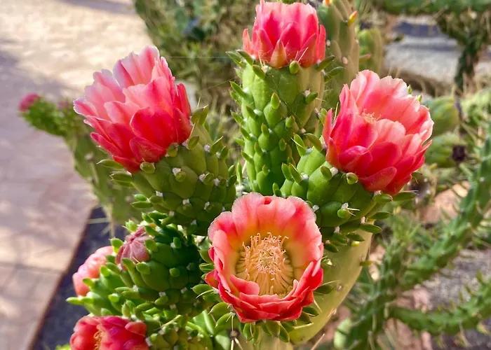 Apartament Fuerteventura