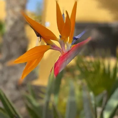 Fuerteventura コラレホ