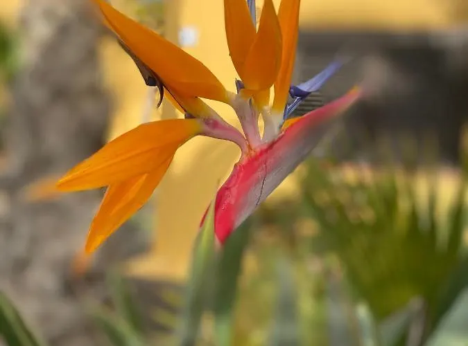 Fuerteventura コラレホ