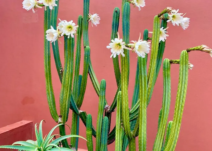 Fuerteventura アパート