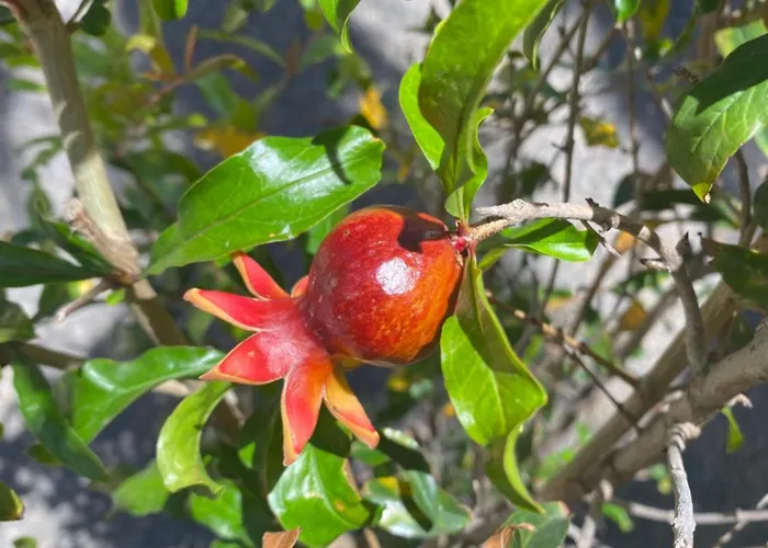 Fuerteventura アパート コラレホ