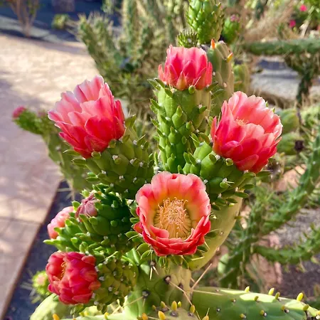 Апартаменты Fuerteventura